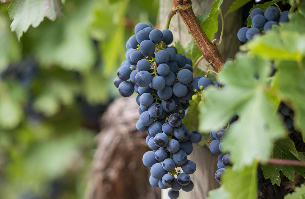 Viñedo